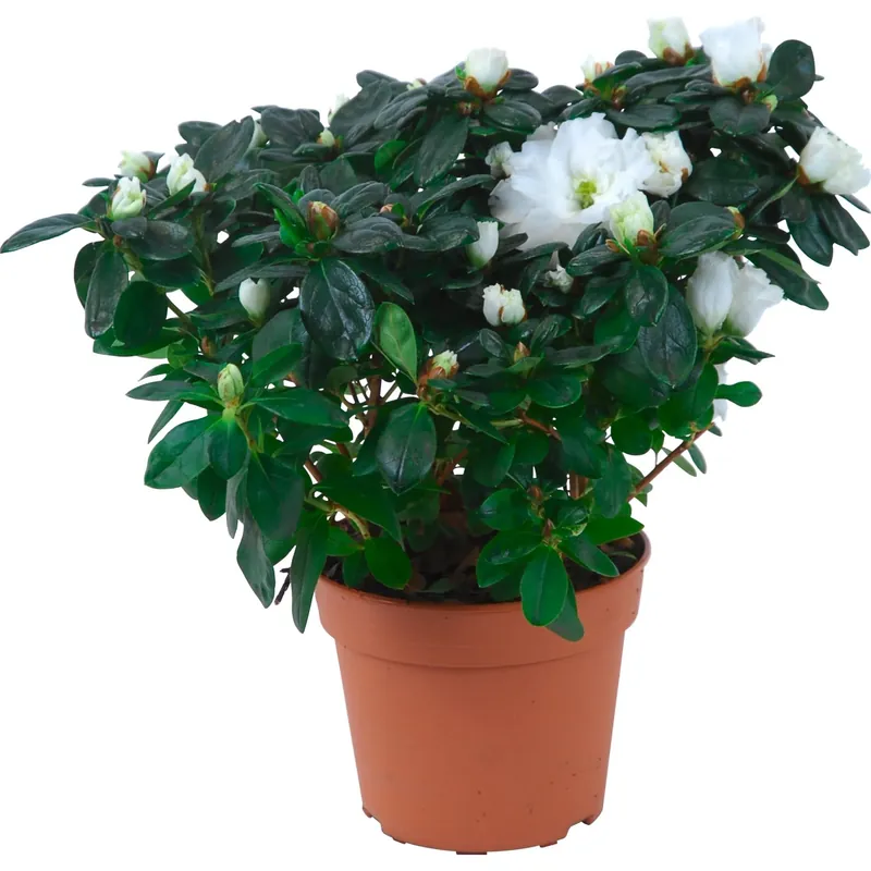 Azalea in vaso da interno bianco Ø 14 cm