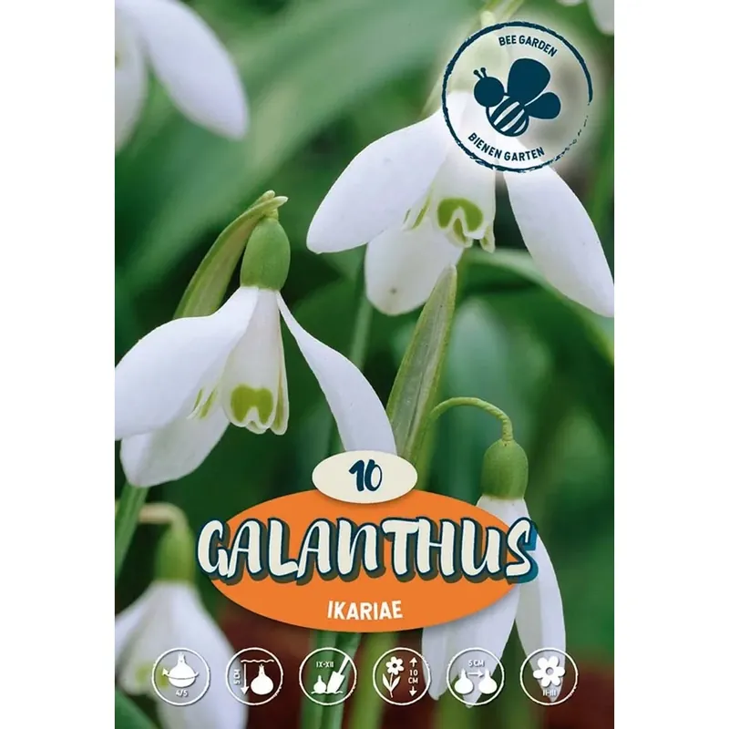Galanthus Ikariae