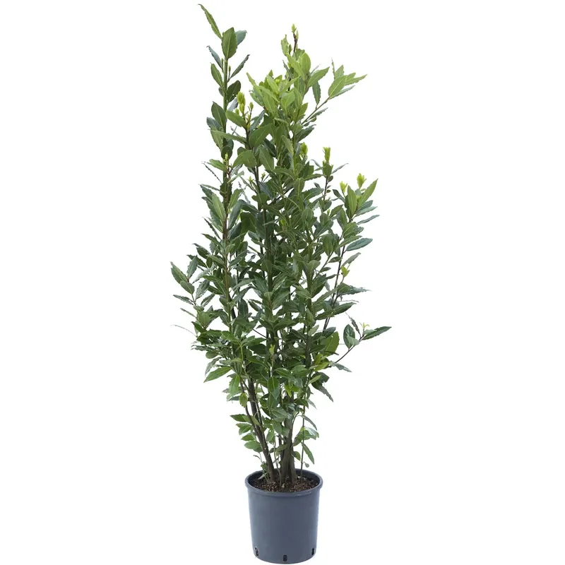 Alloro 60/80 cm