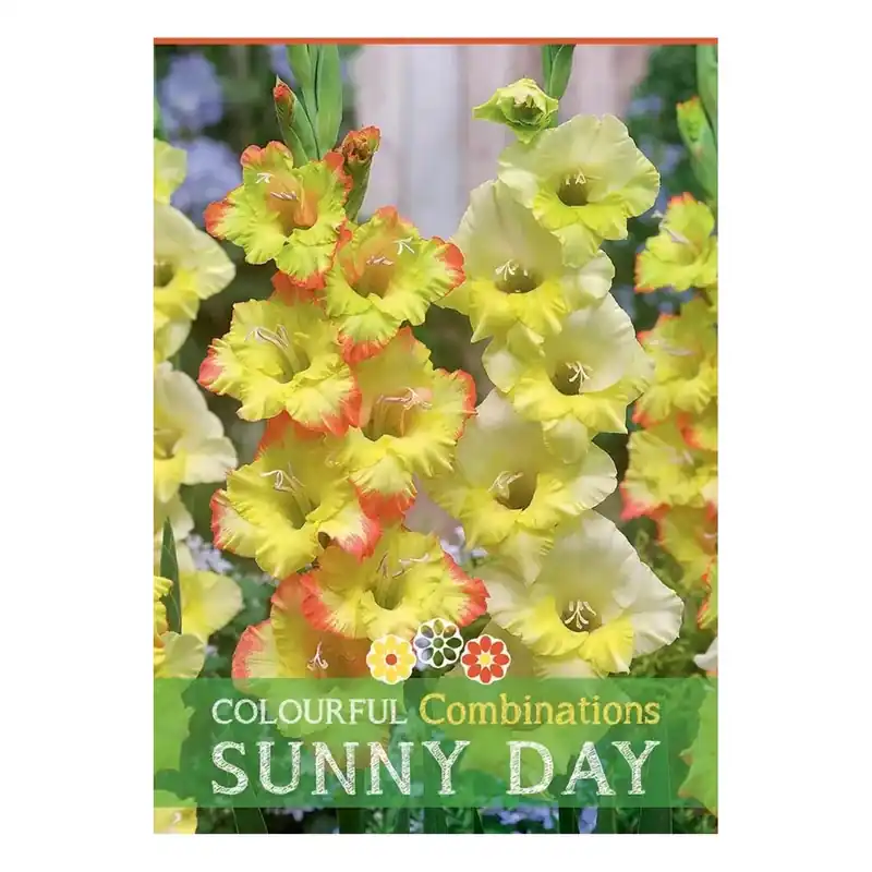 Gladiolus "Sunny Day"