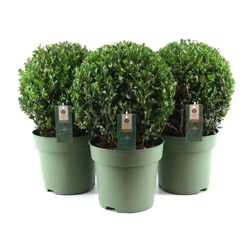Ilex Crenata vaso 24 cm
