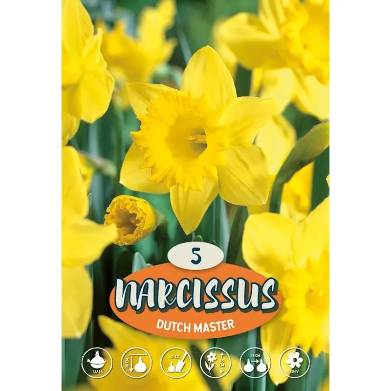 Narciso Dutch Master