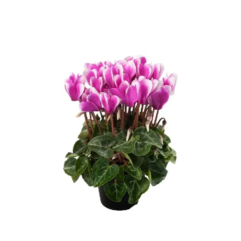 Ciclamino Midi Goblet Porpora Vaso 10,5 cm