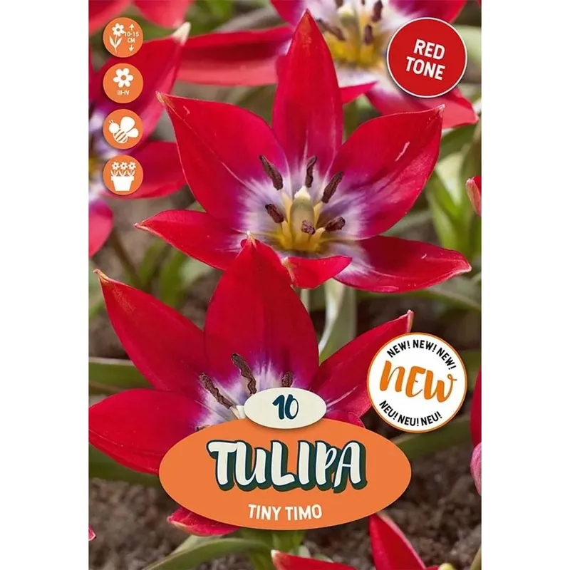 Bulbi tulipano Botanico Tiny Timo Rosso e Magenta