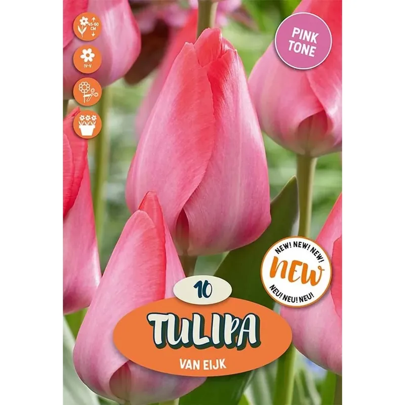 Bulbi tulipano Darwin Van Eijk Rosso Intenso