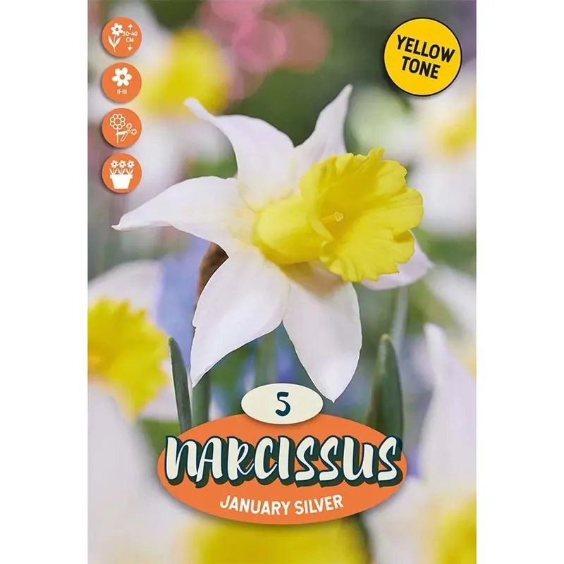 Bulbi narciso Botanico January Silver Giallo Tenue