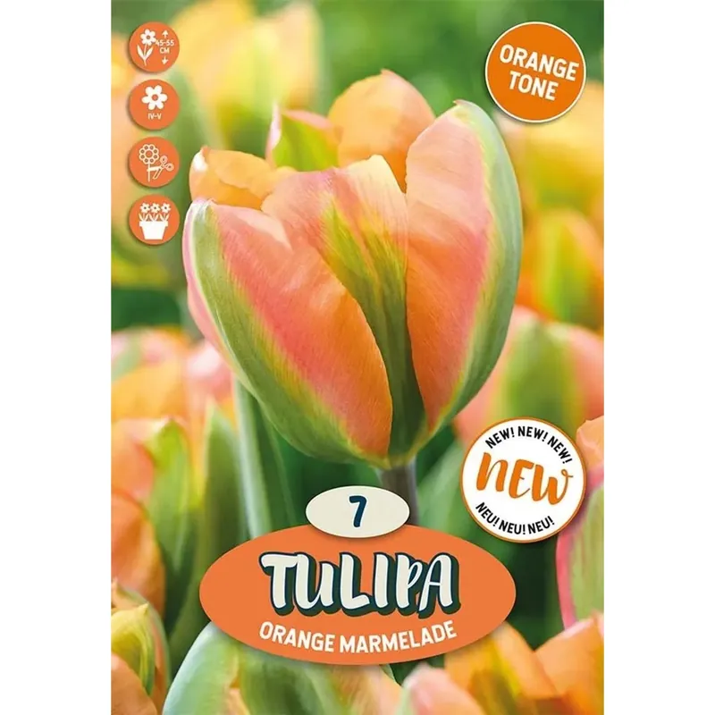 Bulbi tulipano Viridiflora Marmalade Arancione