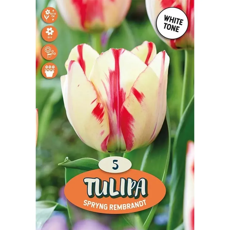 Bulbi tulipano Triumph Spryng Rosa e Bianco