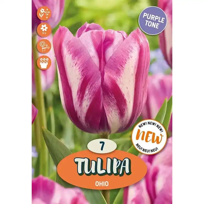 Bulbi tulipano Triumph Ohio Bianco e Viola Rembrandt