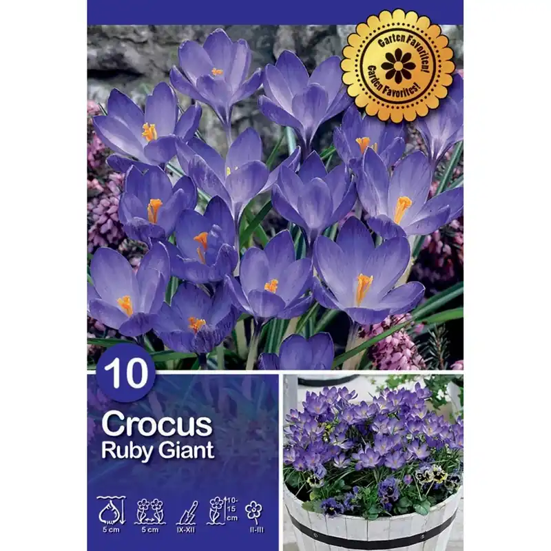 Crocus Ruby Giant 10 pz